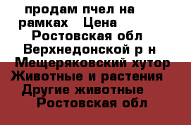 продам пчел на 9-10 рамках › Цена ­ 5 000 - Ростовская обл., Верхнедонской р-н, Мещеряковский хутор Животные и растения » Другие животные   . Ростовская обл.